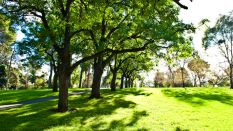 Rainforest, Trees & Flowers | Photography